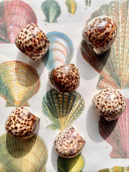 Set of 6 Shell napkin rings 🐚✨