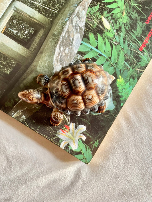 Wade Tortoise Pot