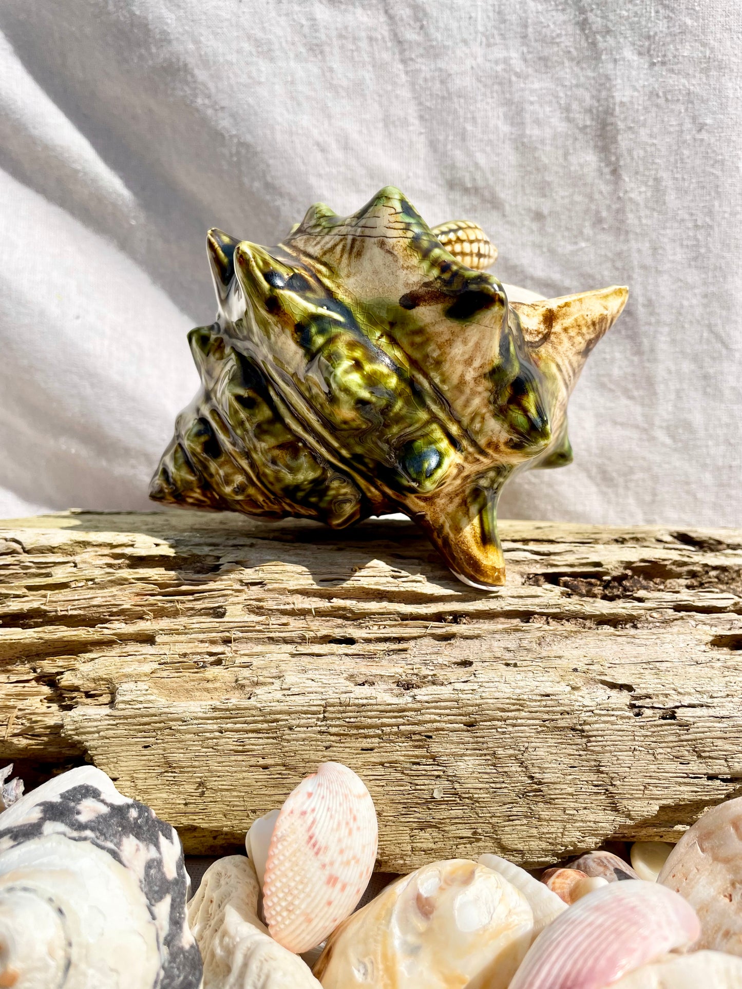 Shell Pot
