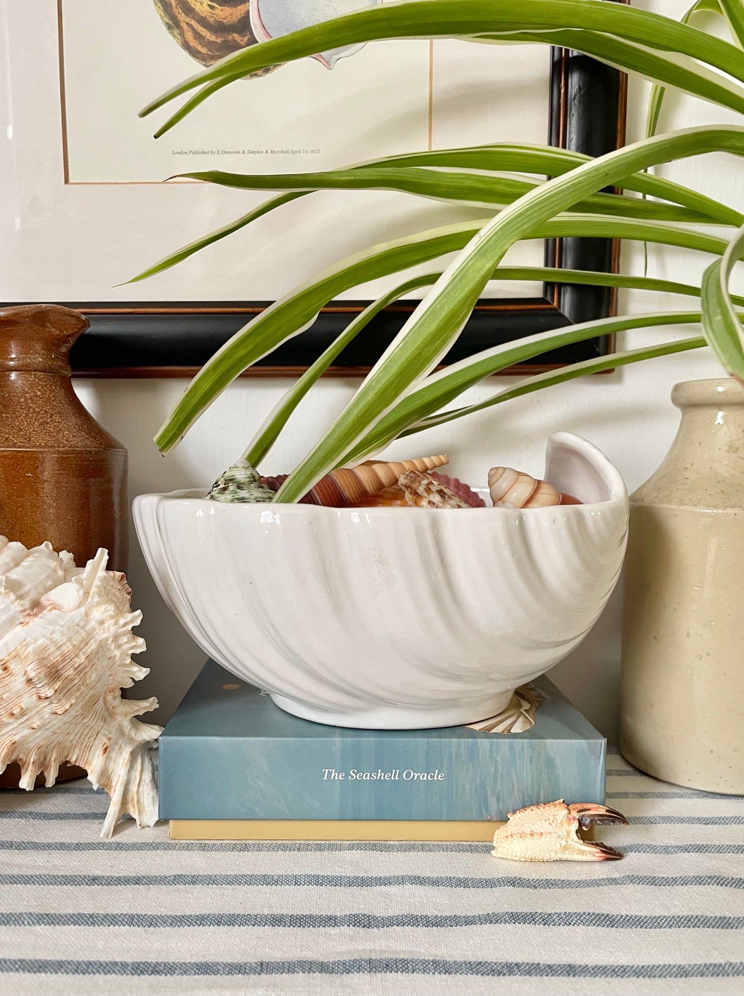 Portuguese Shell Bowl