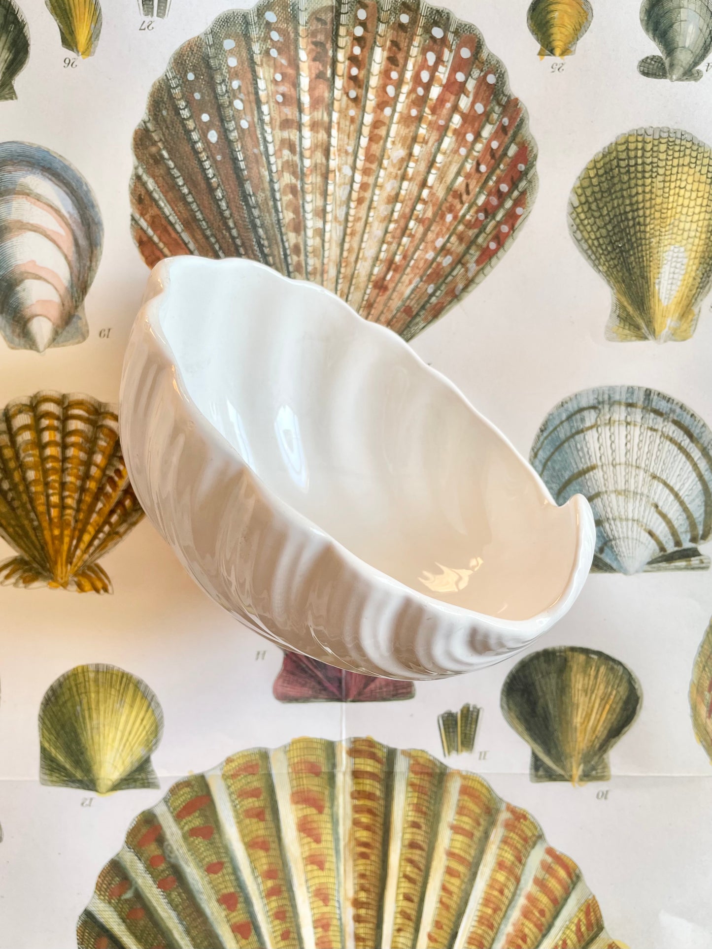Portuguese Shell Bowl