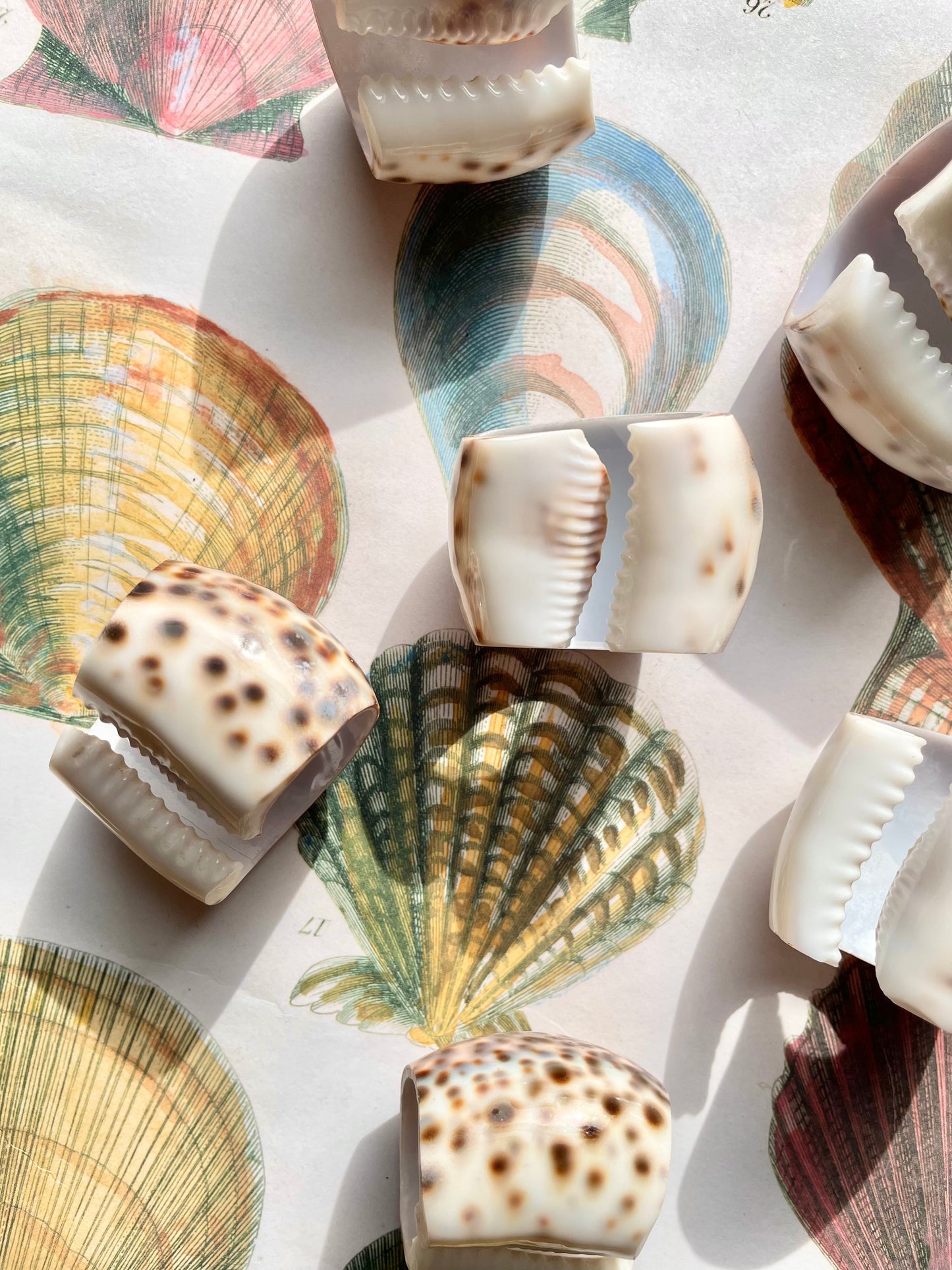 Set of 6 Shell napkin rings 🐚✨