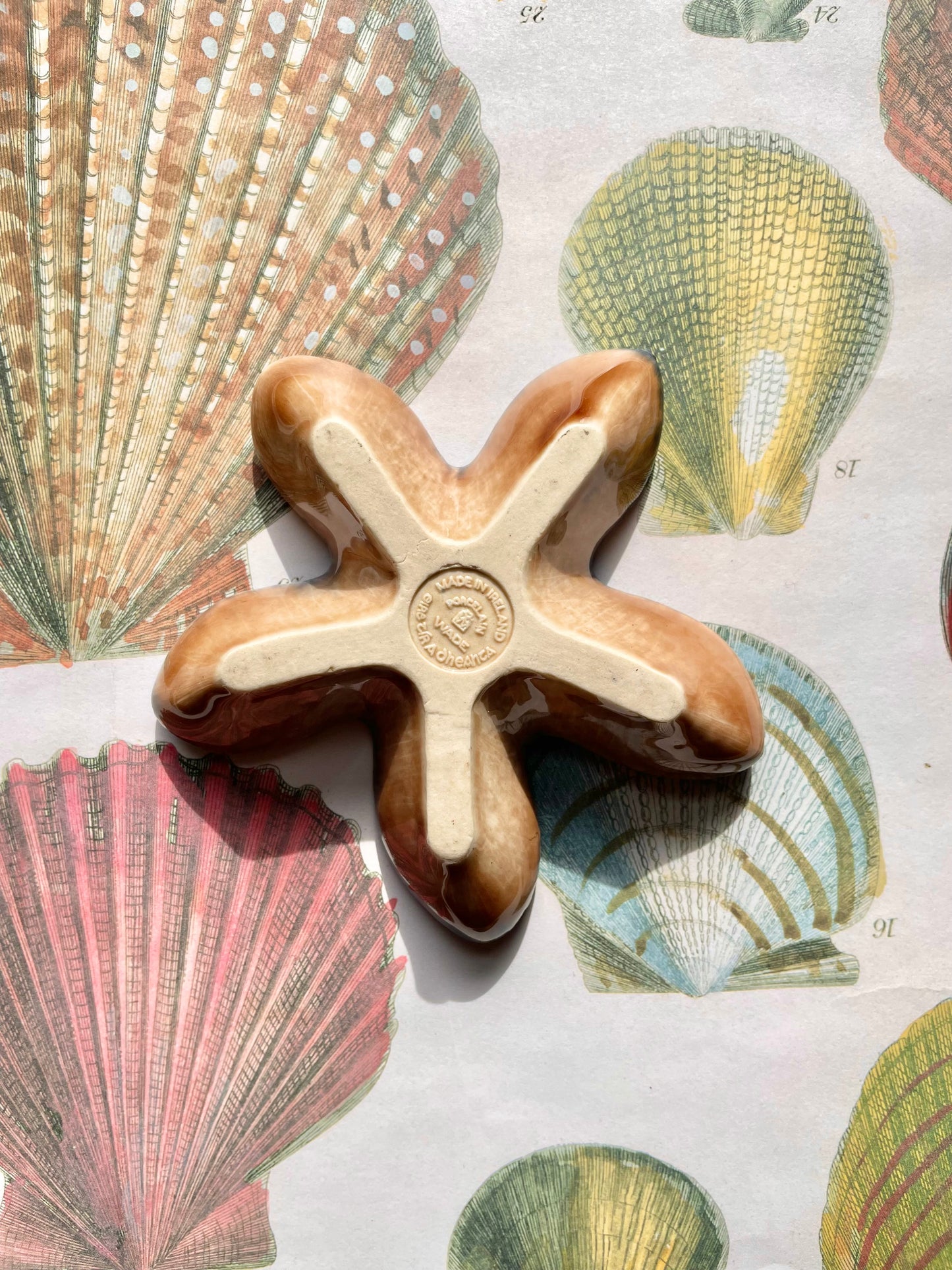 Wade Starfish ⭐️