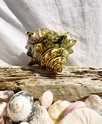 Shell Pot
