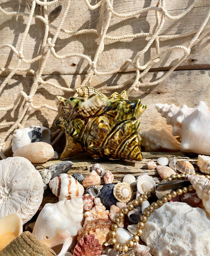 Shell Pot
