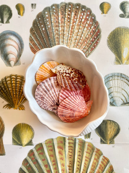 Portuguese Shell Bowl
