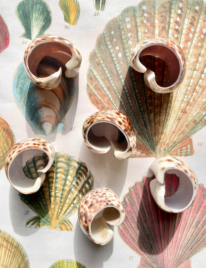 Set of 6 Shell napkin rings 🐚✨