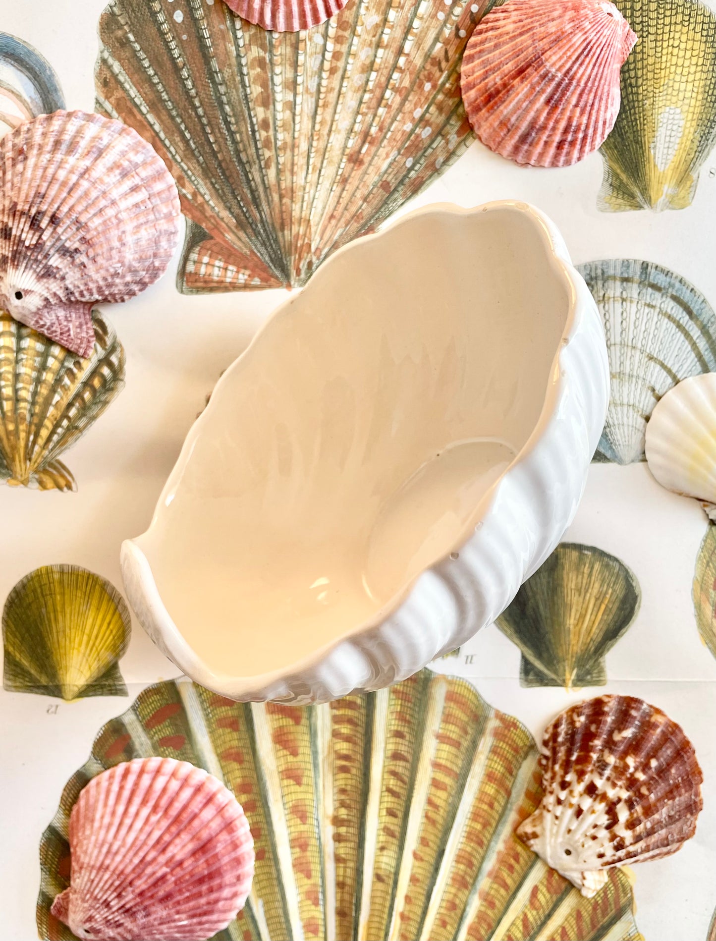 Portuguese Shell Bowl