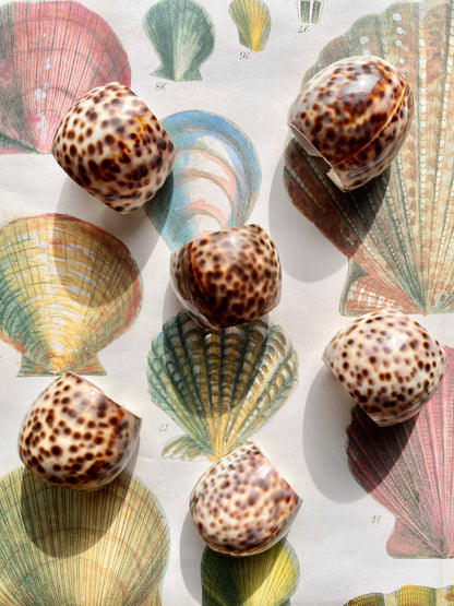 Set of 6 Shell napkin rings 🐚✨