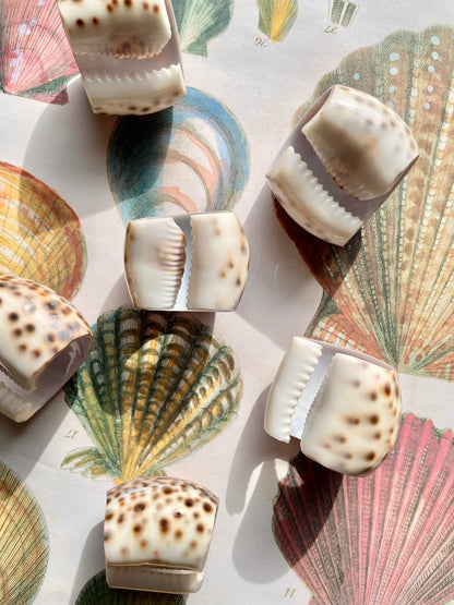 Set of 6 Shell napkin rings 🐚✨