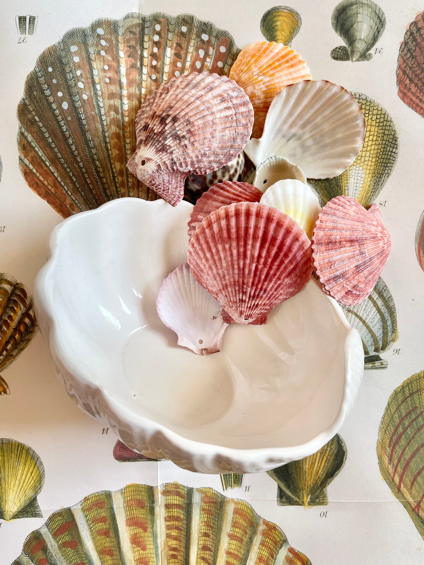 Portuguese Shell Bowl