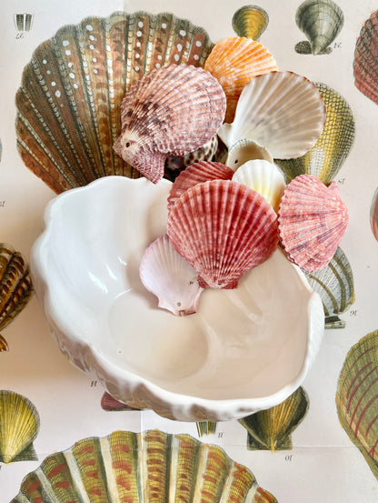 Portuguese Shell Bowl