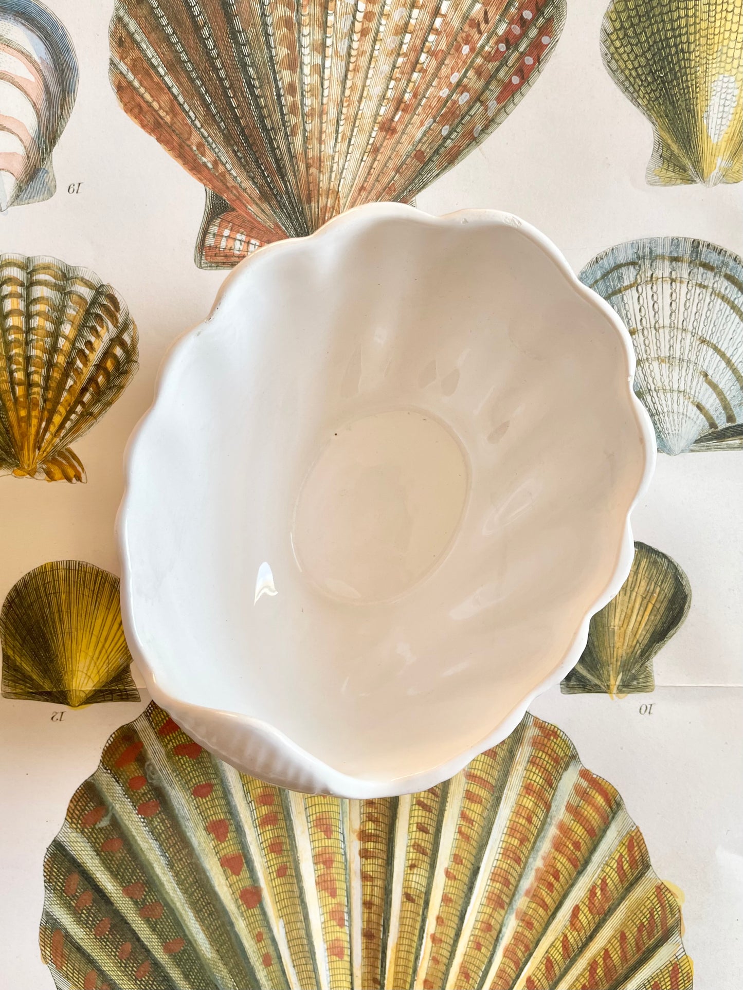 Portuguese Shell Bowl