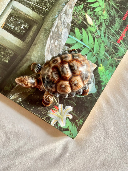 Wade Tortoise Pot