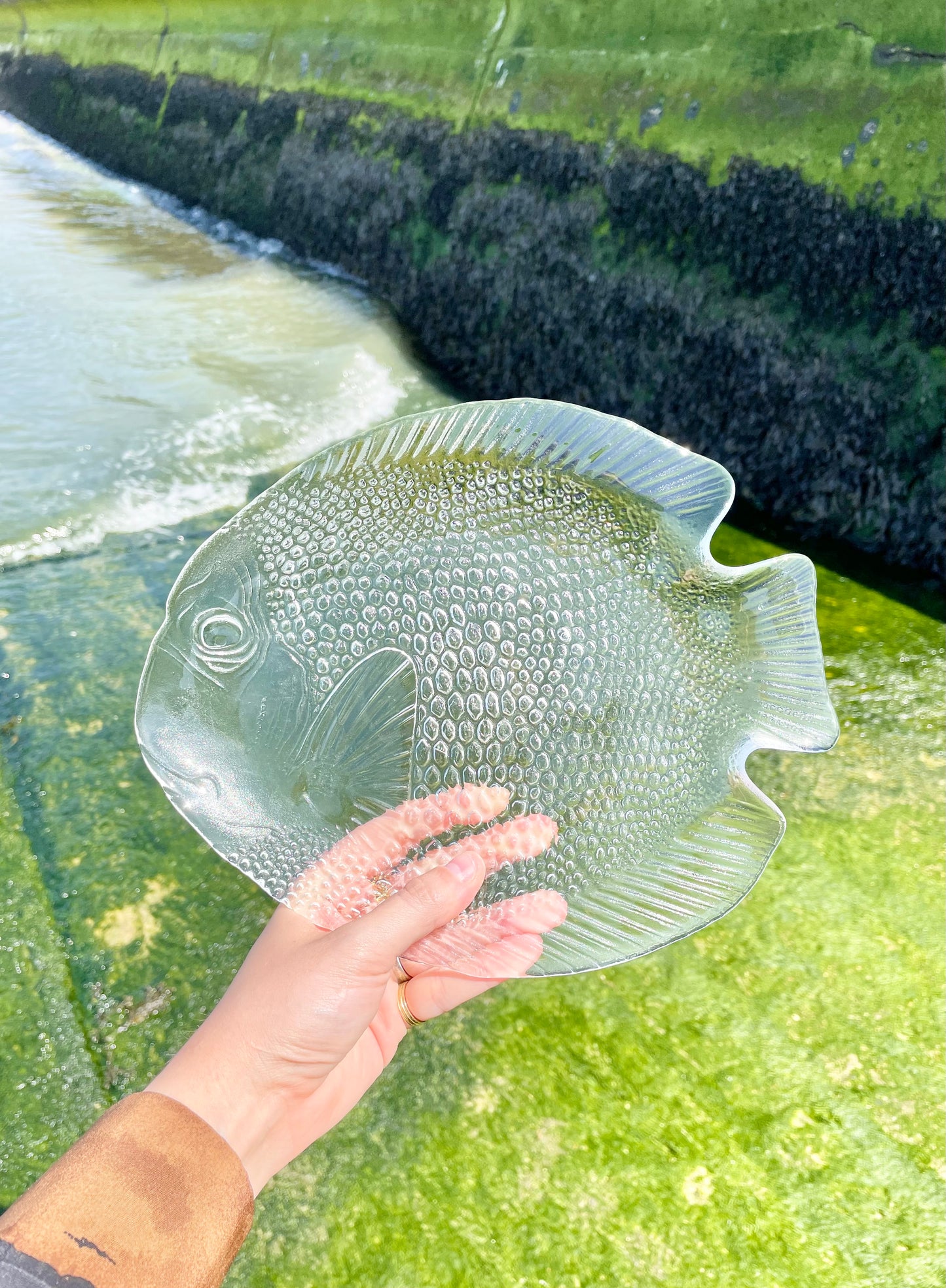 Set of 6 fish dishes