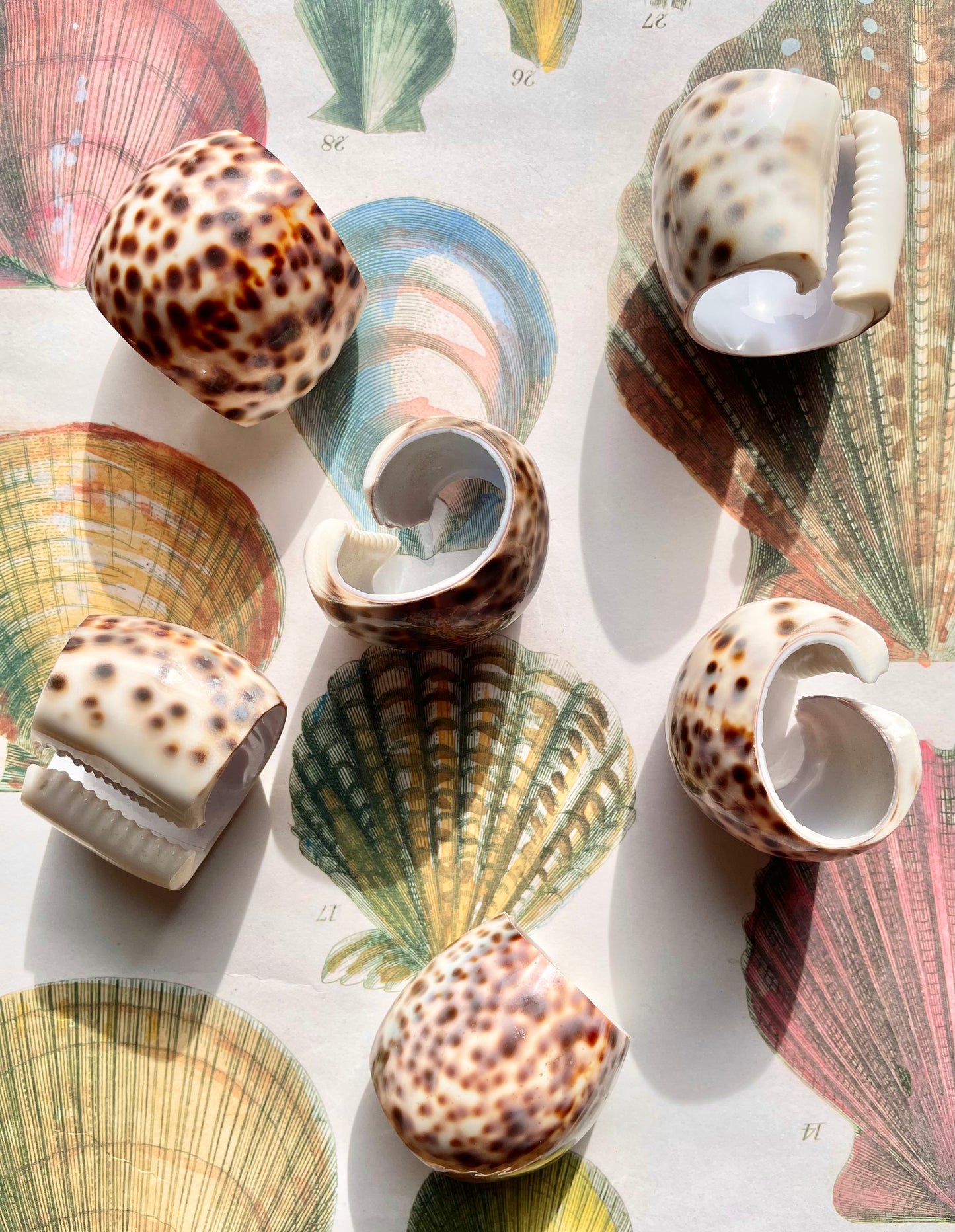 Set of 6 Shell napkin rings 🐚✨