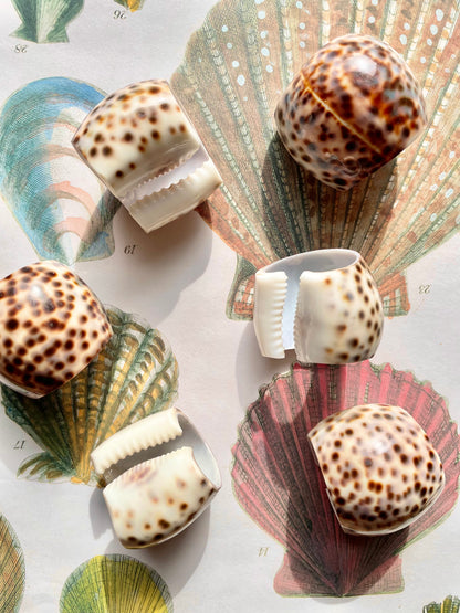 Set of 6 Shell napkin rings 🐚✨