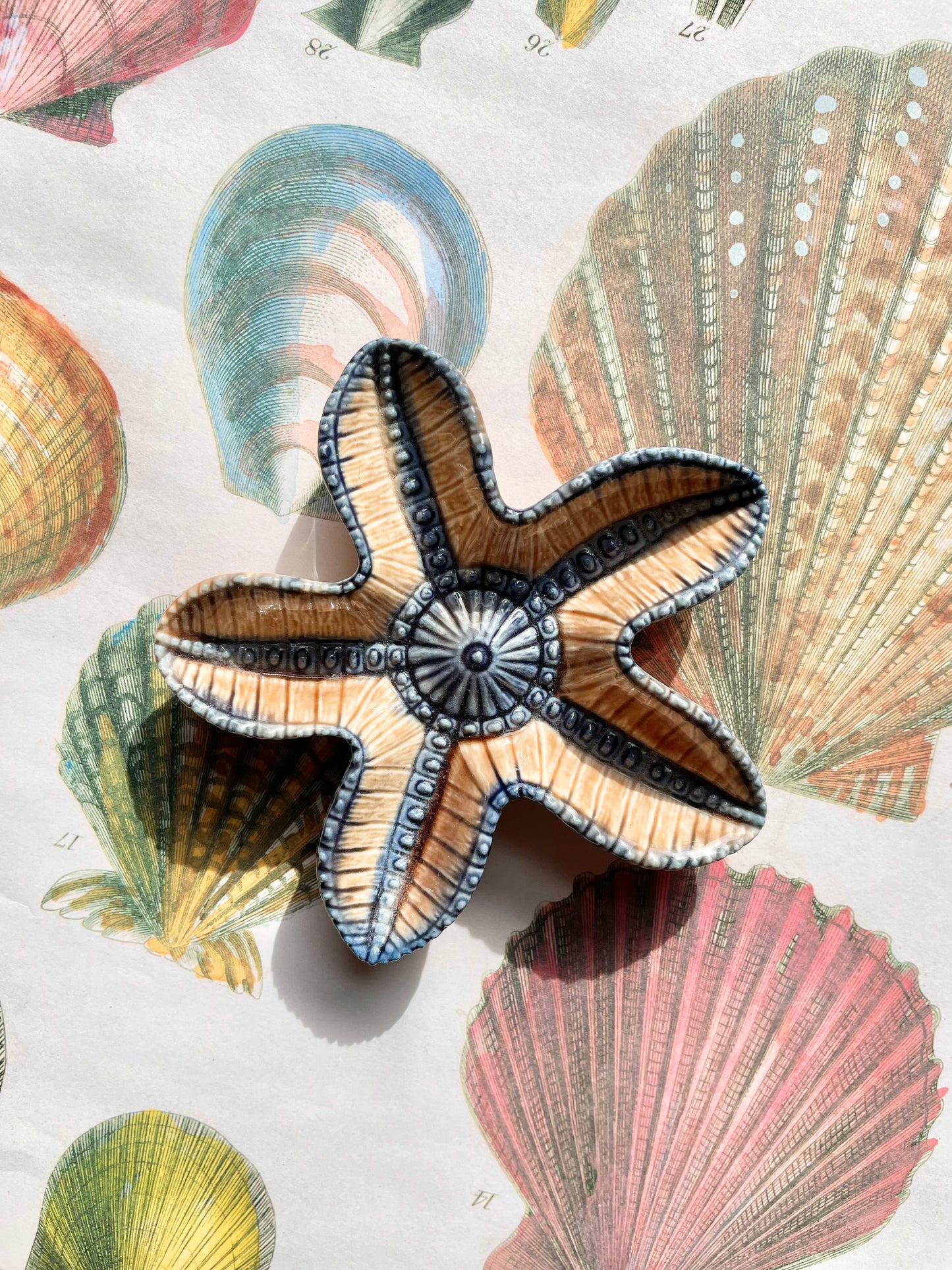 Wade Starfish ⭐️